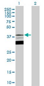 TFAP4 Antibody in Western Blot (WB)