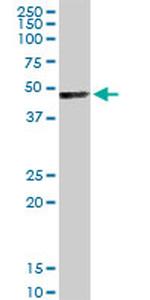 TFAP4 Antibody in Western Blot (WB)