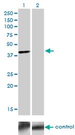 TFAP4 Antibody in Western Blot (WB)