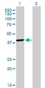 TFAP4 Antibody in Western Blot (WB)