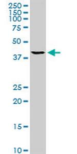 TFAP4 Antibody in Western Blot (WB)