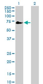 TFCP2 Antibody in Western Blot (WB)