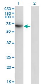 TFCP2 Antibody in Western Blot (WB)