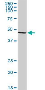 TGFB1I1 Antibody in Western Blot (WB)