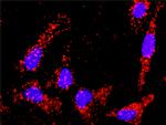 TGFB2 Antibody in Proximity Ligation Assay (PLA) (PLA)