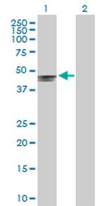 LEFTY2 Antibody in Western Blot (WB)