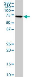 TGFBI Antibody in Western Blot (WB)