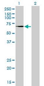 TGM2 Antibody in Western Blot (WB)