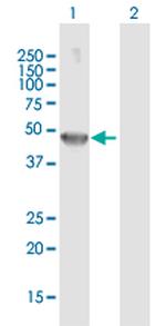 THRA Antibody in Western Blot (WB)