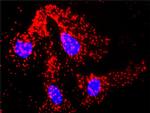 TRAF2 Antibody in Proximity Ligation Assay (PLA) (PLA)