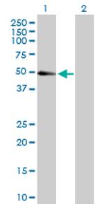 TRAF2 Antibody in Western Blot (WB)