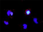 TRAF3 Antibody in Proximity Ligation Assay (PLA) (PLA)