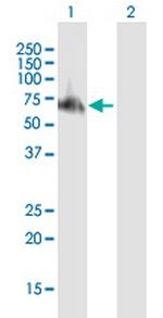 TRAF6 Antibody in Western Blot (WB)