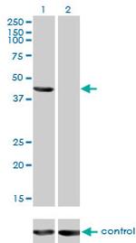 TSG101 Antibody in Western Blot (WB)