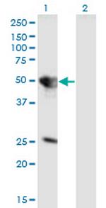 TUFT1 Antibody in Western Blot (WB)