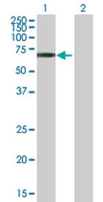 TULP3 Antibody in Western Blot (WB)