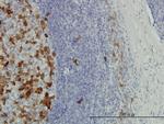 TYMS Antibody in Immunohistochemistry (Paraffin) (IHC (P))