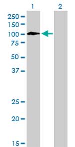 TYRO3 Antibody in Western Blot (WB)