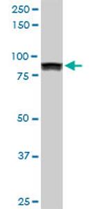 UBTF Antibody in Western Blot (WB)