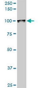 UBTF Antibody in Western Blot (WB)