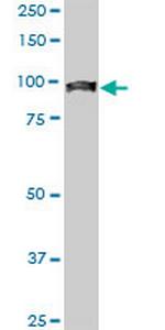 UBTF Antibody in Western Blot (WB)