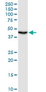 UQCRC1 Antibody in Western Blot (WB)