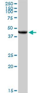 UQCRC2 Antibody in Western Blot (WB)