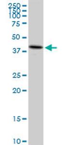 UQCRC2 Antibody in Western Blot (WB)