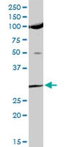 USF1 Antibody in Western Blot (WB)