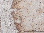 USF2 Antibody in Immunohistochemistry (Paraffin) (IHC (P))