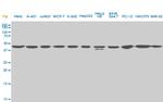 USF2 Antibody in Western Blot (WB)