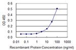 VCP Antibody in ELISA (ELISA)