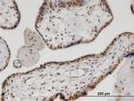 VCP Antibody in Immunohistochemistry (Paraffin) (IHC (P))