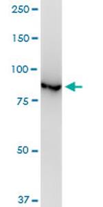 VCP Antibody in Western Blot (WB)