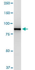 VCP Antibody in Western Blot (WB)