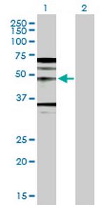 WNT5A Antibody in Western Blot (WB)