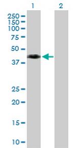 WNT8A Antibody in Western Blot (WB)