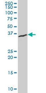 XBP1 Antibody in Western Blot (WB)