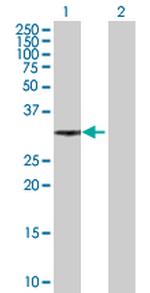 XRCC2 Antibody in Western Blot (WB)