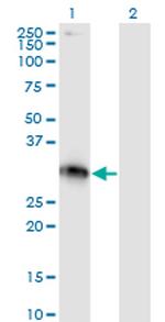 XRCC2 Antibody in Western Blot (WB)