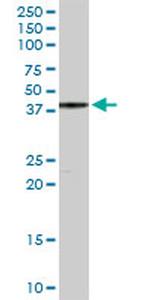 YY1 Antibody in Western Blot (WB)