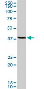 YY1 Antibody in Western Blot (WB)