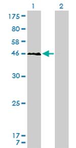 YY1 Antibody in Western Blot (WB)