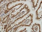 YY1 Antibody in Immunohistochemistry (Paraffin) (IHC (P))