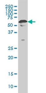 YY1 Antibody in Western Blot (WB)