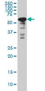 YY1 Antibody in Western Blot (WB)