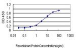 YWHAG Antibody in ELISA (ELISA)