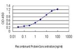 YWHAH Antibody in ELISA (ELISA)