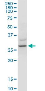 YWHAZ Antibody in Western Blot (WB)