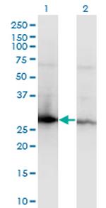 YWHAZ Antibody in Western Blot (WB)